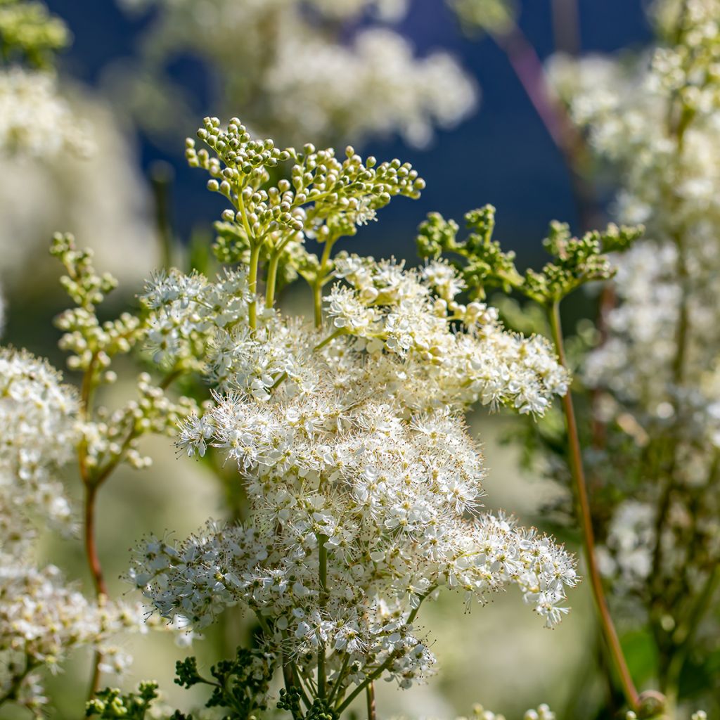 Filipendula vulgaris hexapetala