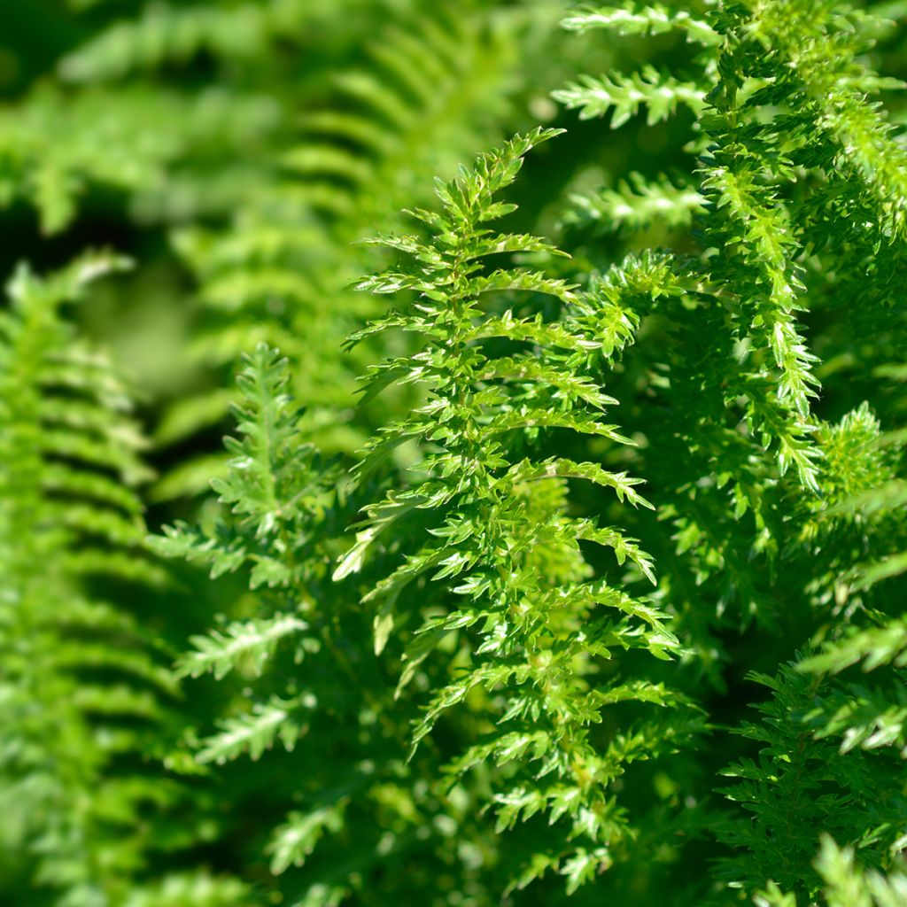 Filipendula vulgaris hexapetala