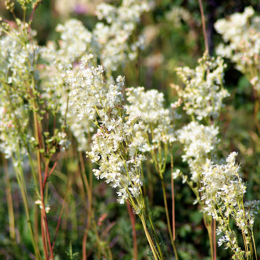 Filipendula vulgaris hexapetala