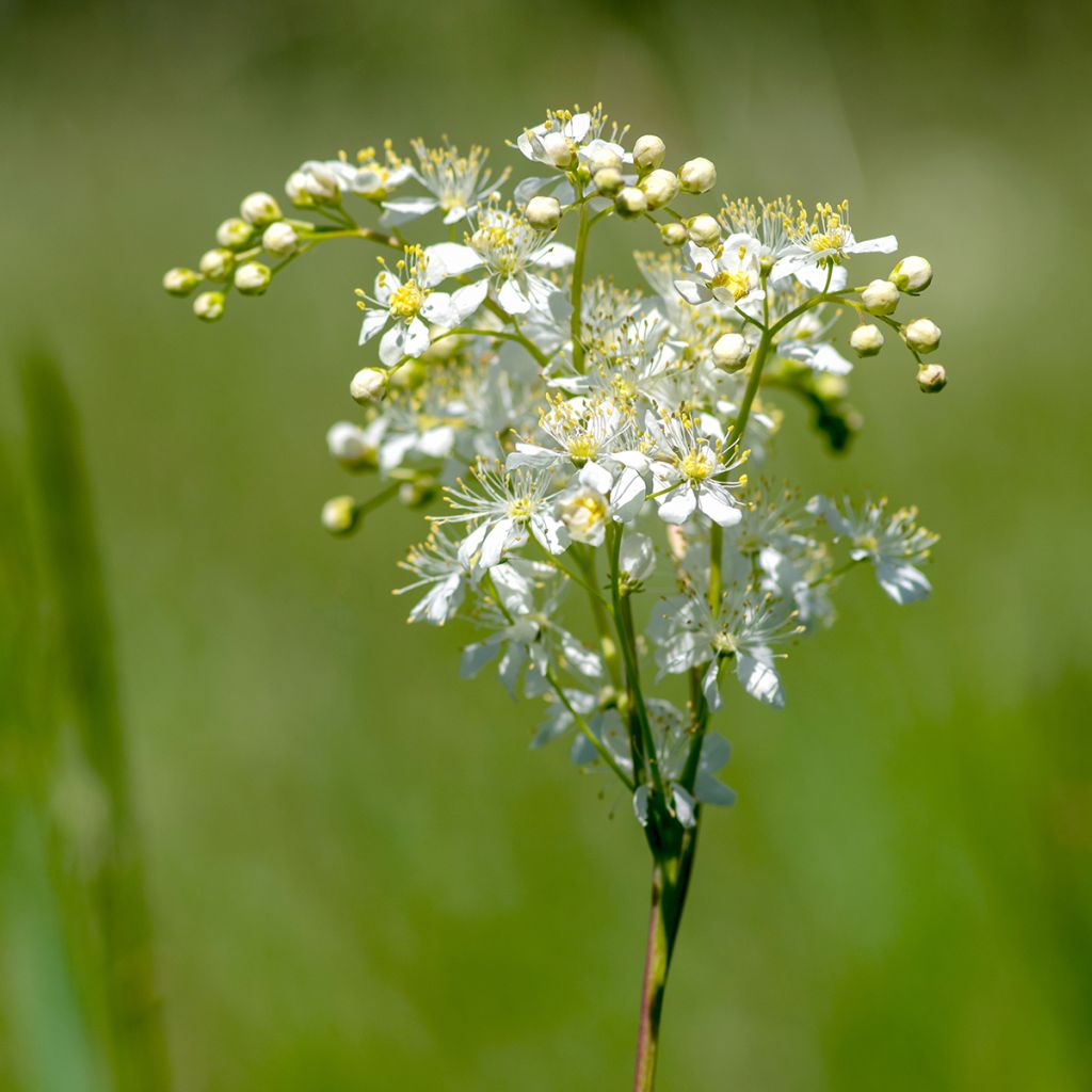 Filipendula vulgaris hexapetala