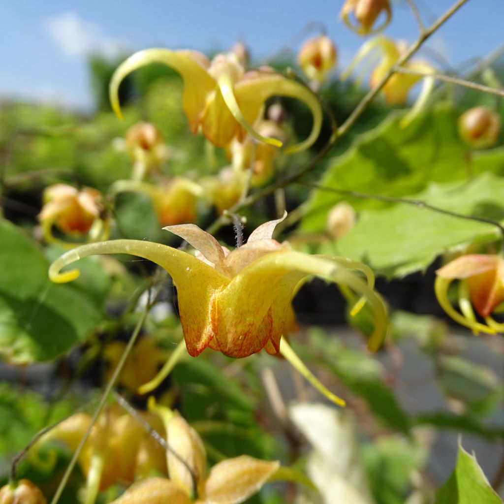 Fleur des Elfes - Epimedium Amber Queen