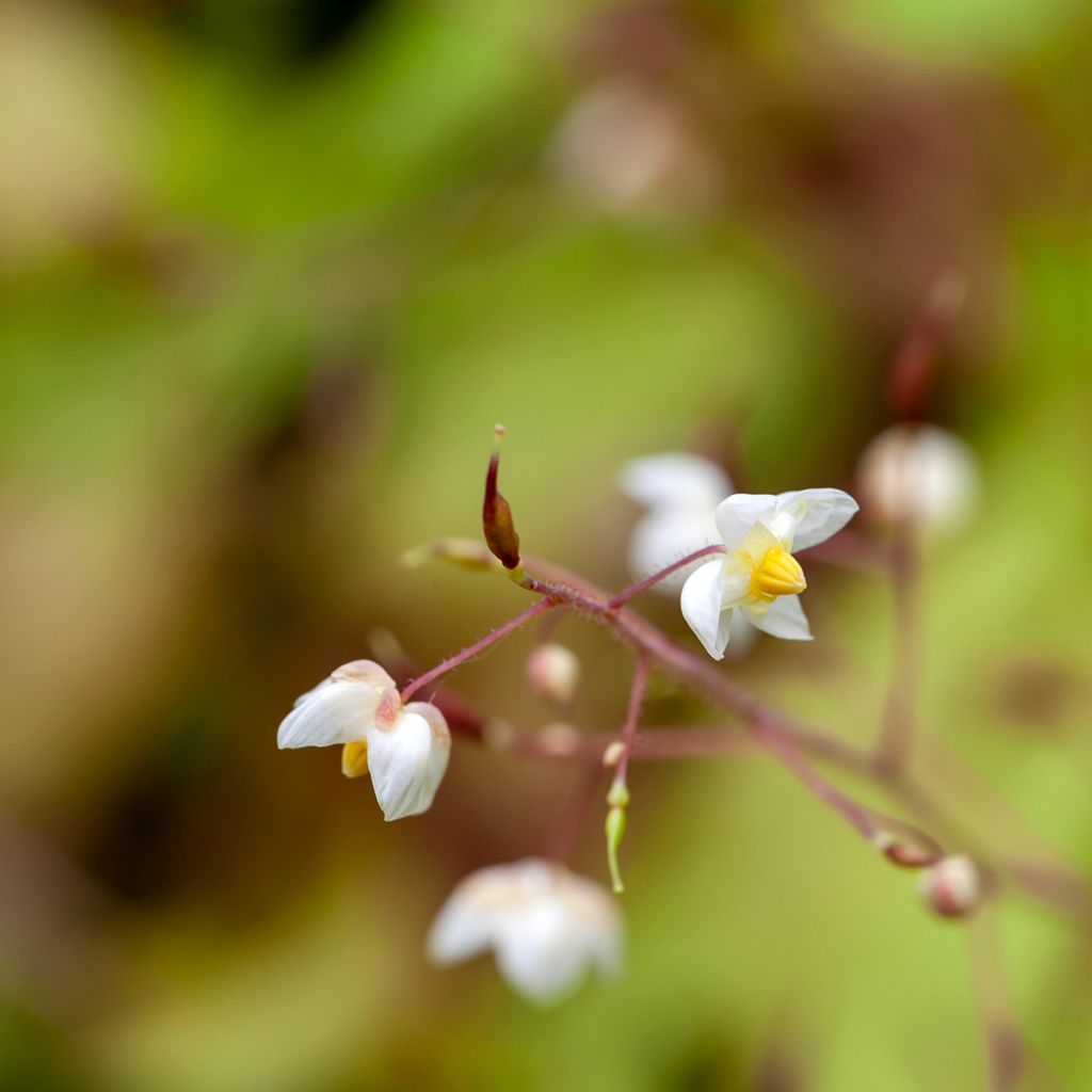 Epimedium pubigerum - Barrenwort