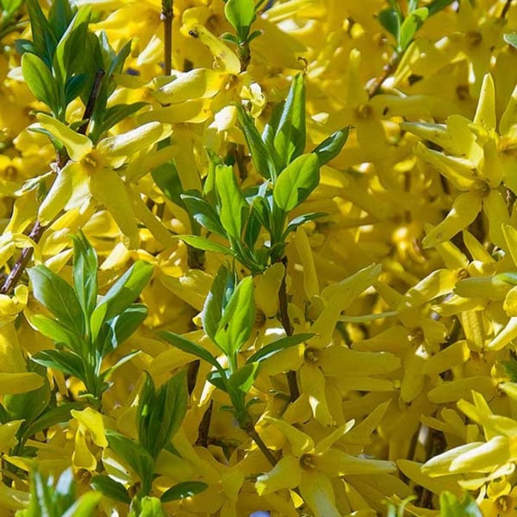 Forsythia intermedia