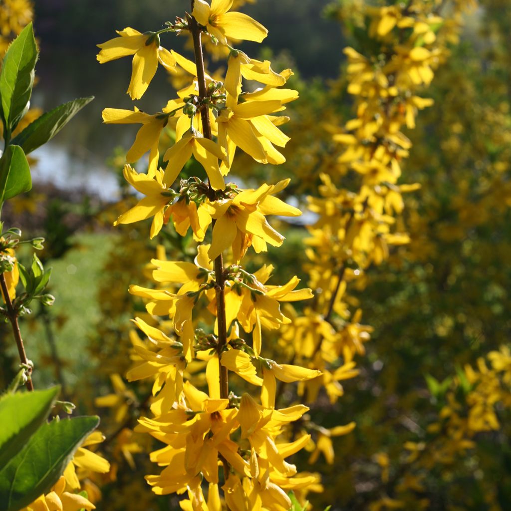 Forsythia koreana Flying Machine - Korean goldenbell tree