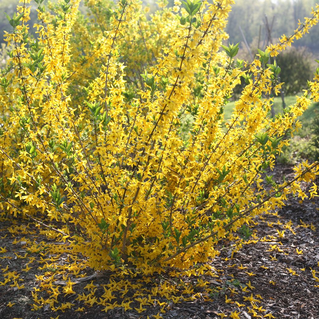 Forsythia koreana Flying Machine - Korean goldenbell tree