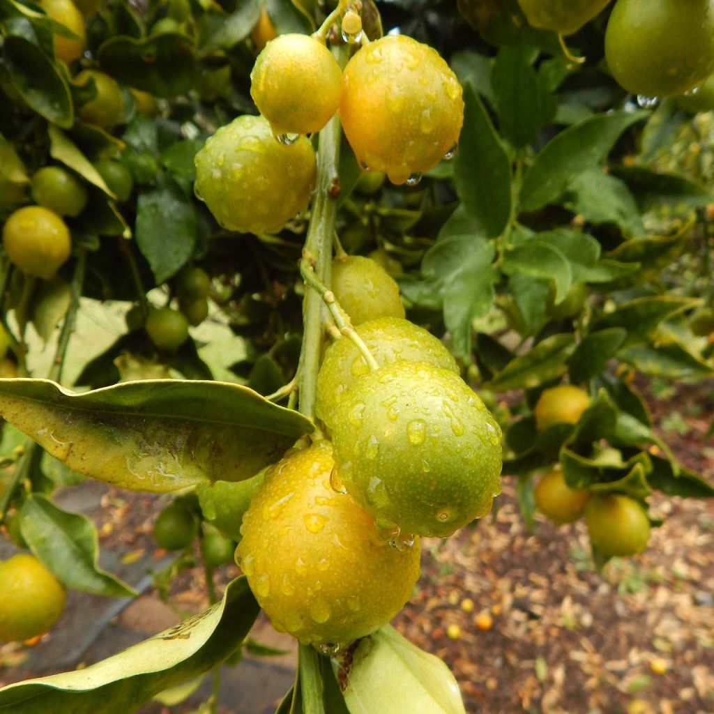 Marumi Kumquat - Fortunella japonica