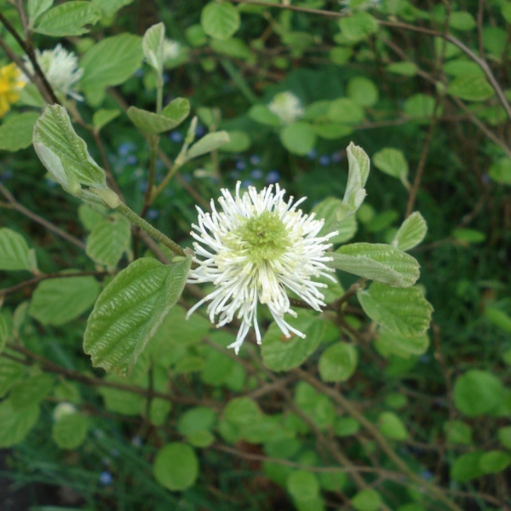 Fothergilla major - Grand Fothergilla