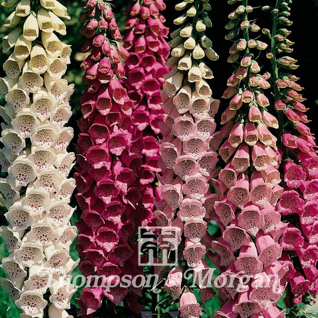 Digitalis purpurea Excelsior Mixed - Foxglove