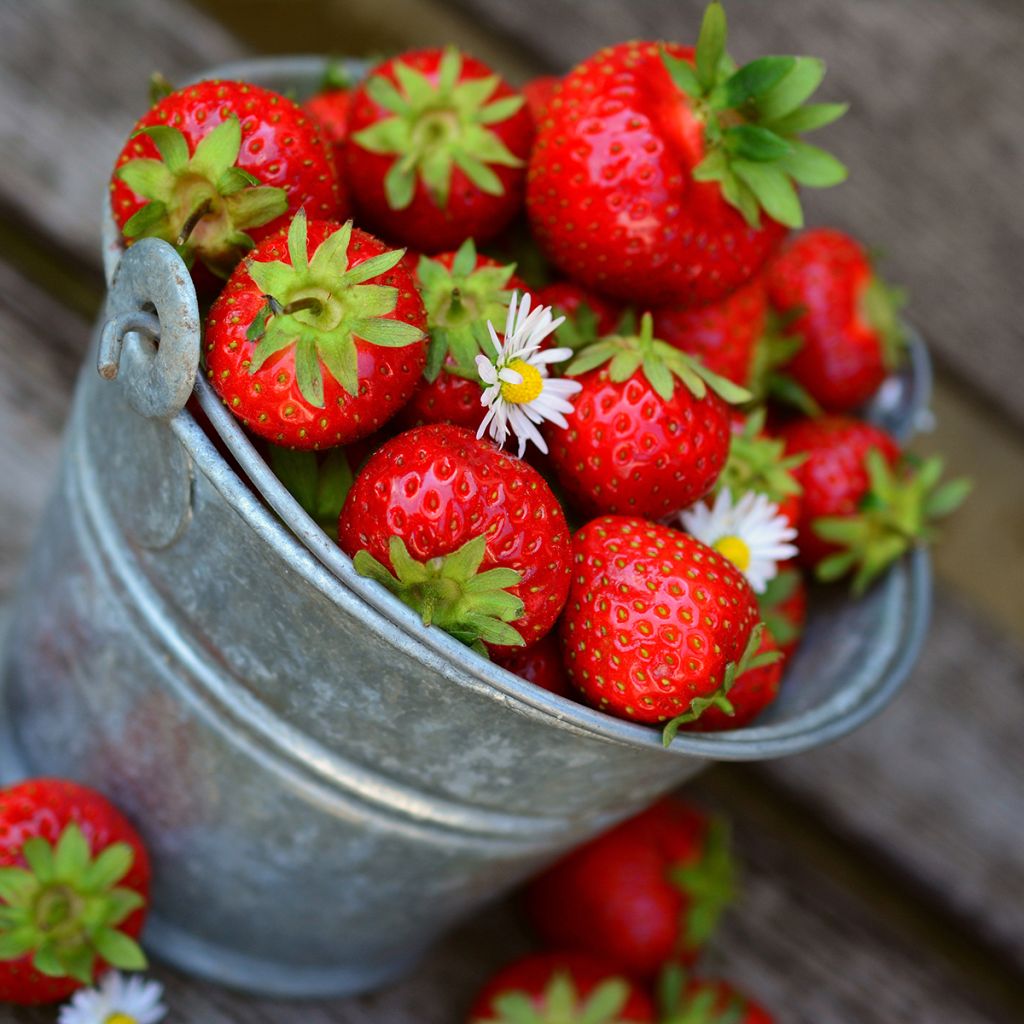 Fragaria ananassa Charlotte