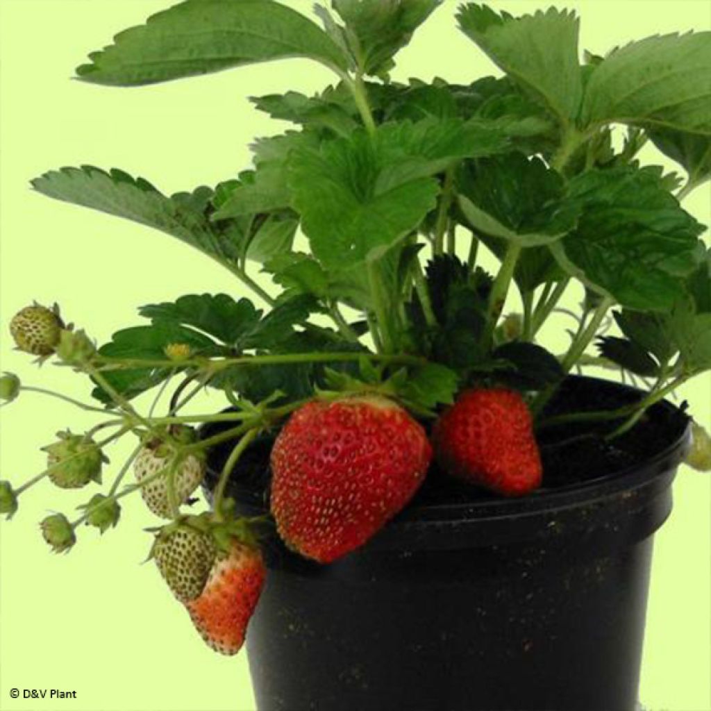 Fraisier Temptation - Fraise des bois à gros fruits