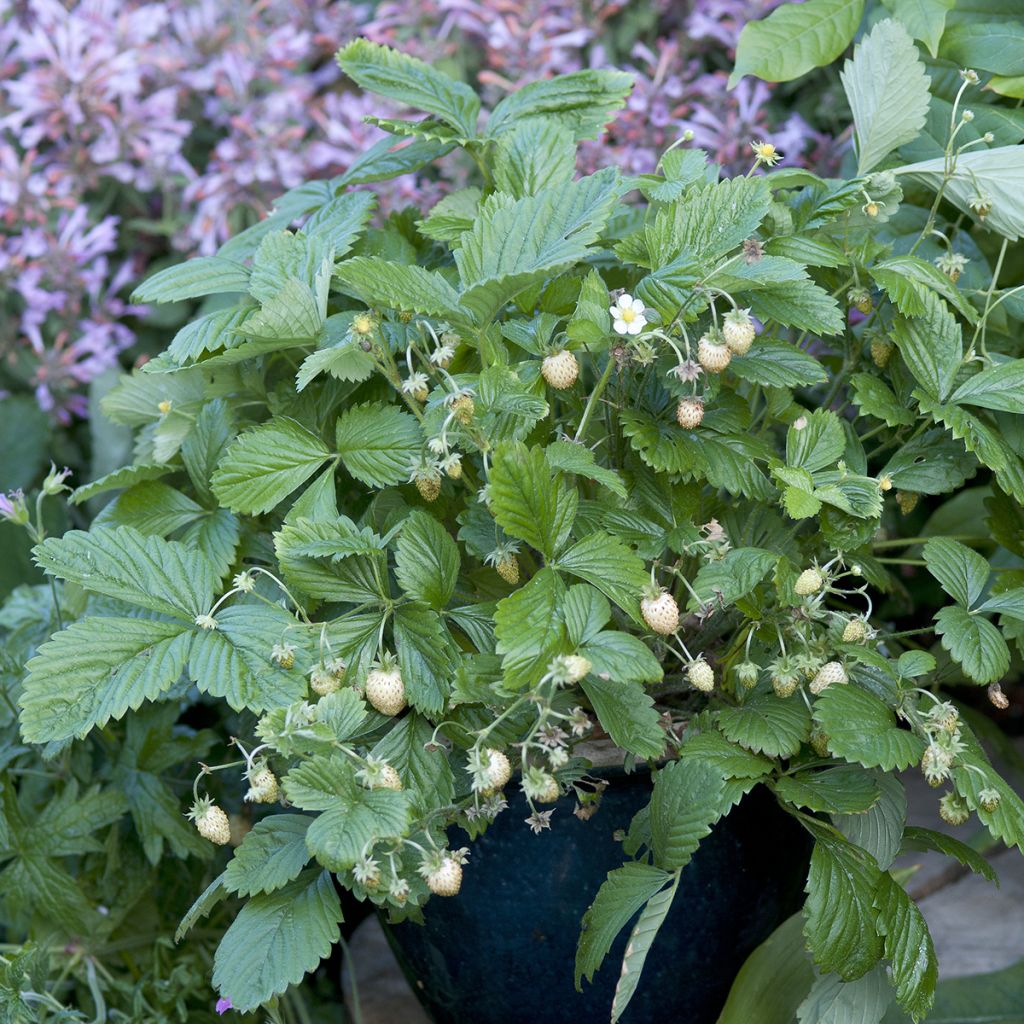 Wild Strawberry Yellow Wonder seeds - Fragaria vesca