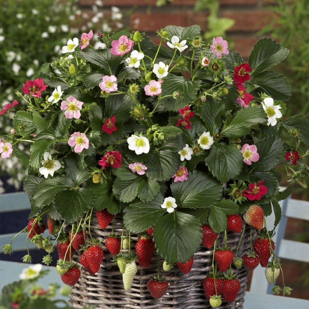 Strawberry Rainbow Treasure F1 Mix - Fragaria ananassa