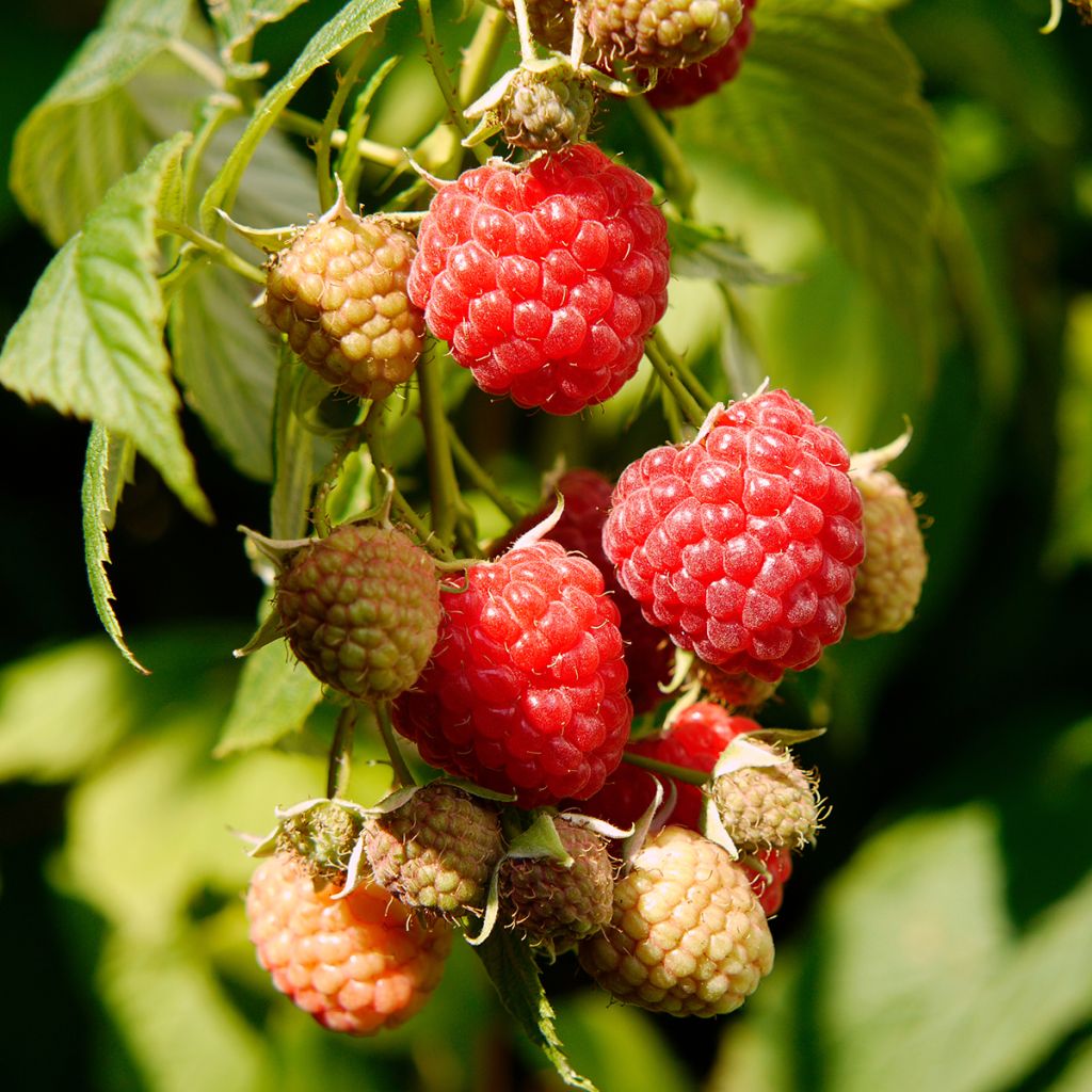 Rubus idaeus Primeberry Autumn Wildy - Raspberry