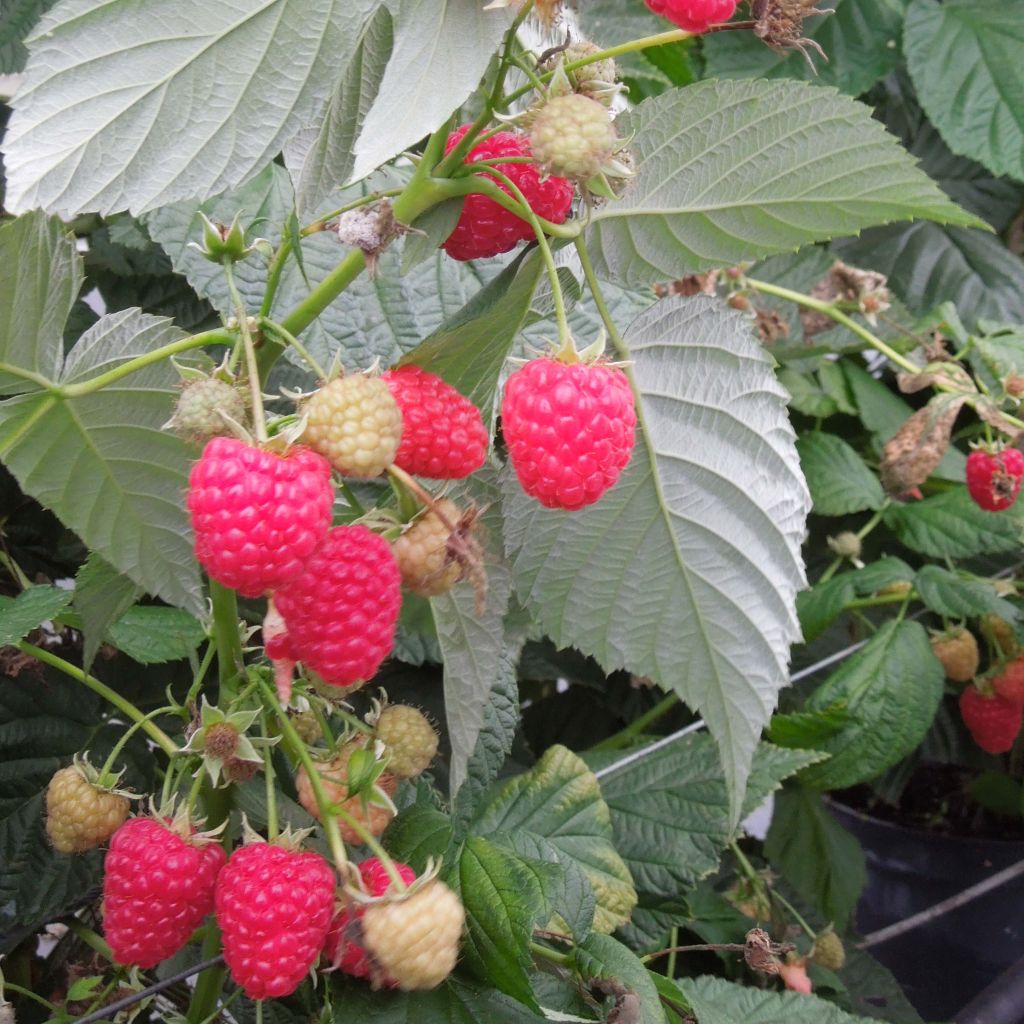 Rubus idaeus Paris - Raspberry