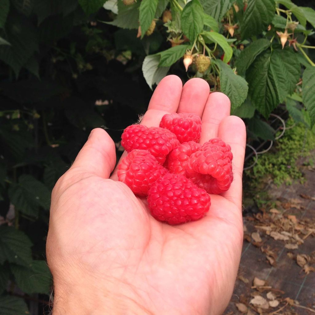 Rubus idaeus Versailles - Raspberry