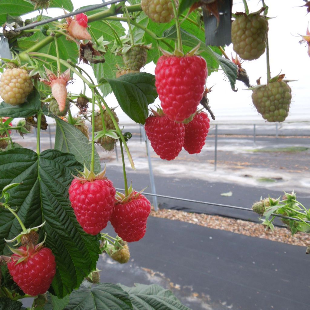Rubus idaeus Versailles - Raspberry