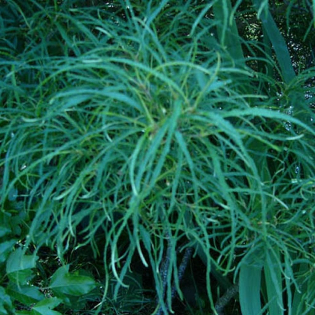 Rhamnus frangula Asplenifolia - Bourdaine, Frangula alnus