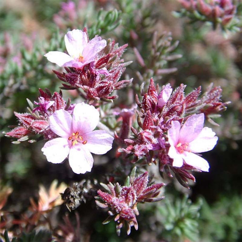 Frankenia laevis - Frankénie lisse.