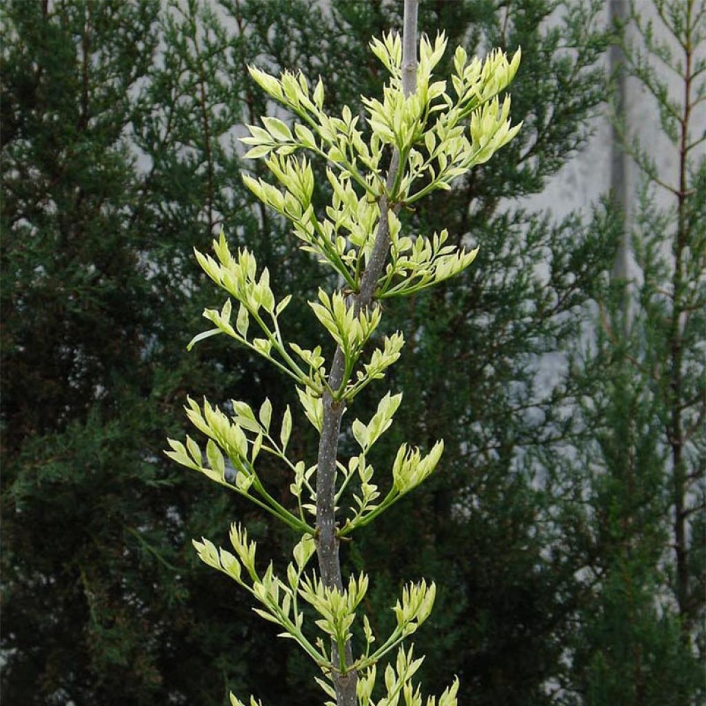 Frêne panaché - Fraxinus angustifolia Variegata.