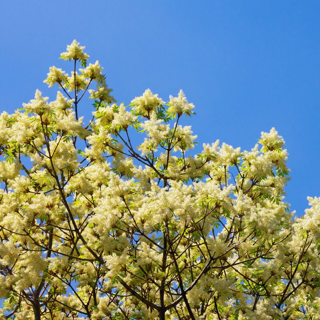 Fraxinus ornus - Frêne à fleurs, Orne