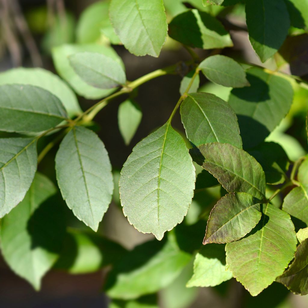 Fraxinus ornus - Frêne à fleurs, Orne