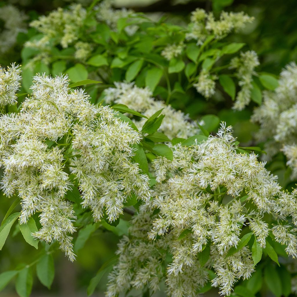 Fraxinus ornus - Frêne à fleurs, Orne