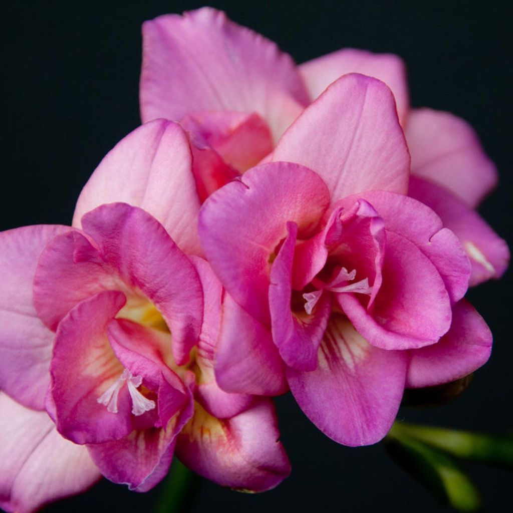 Freesia double rose