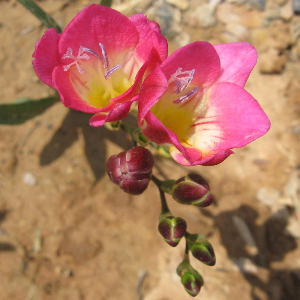 Freesia simple rose