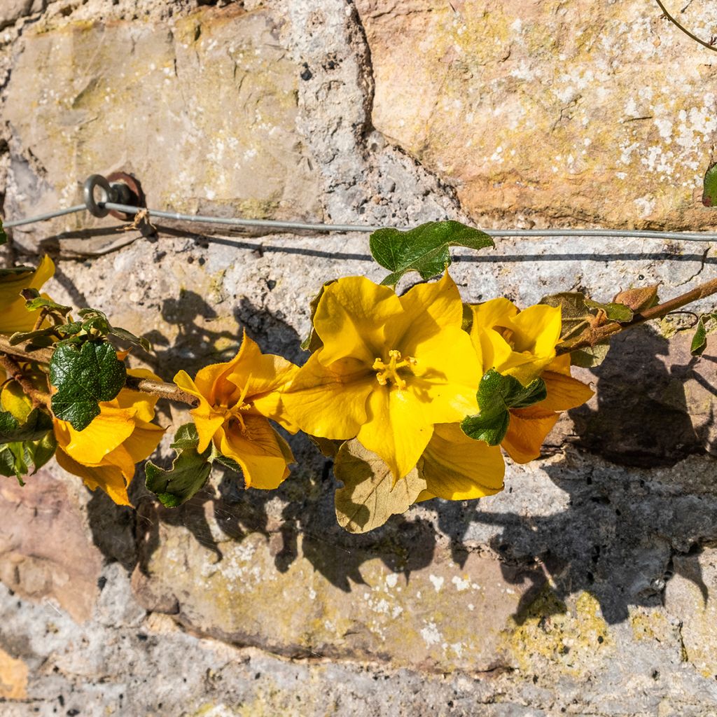 Fremontodendron californicum