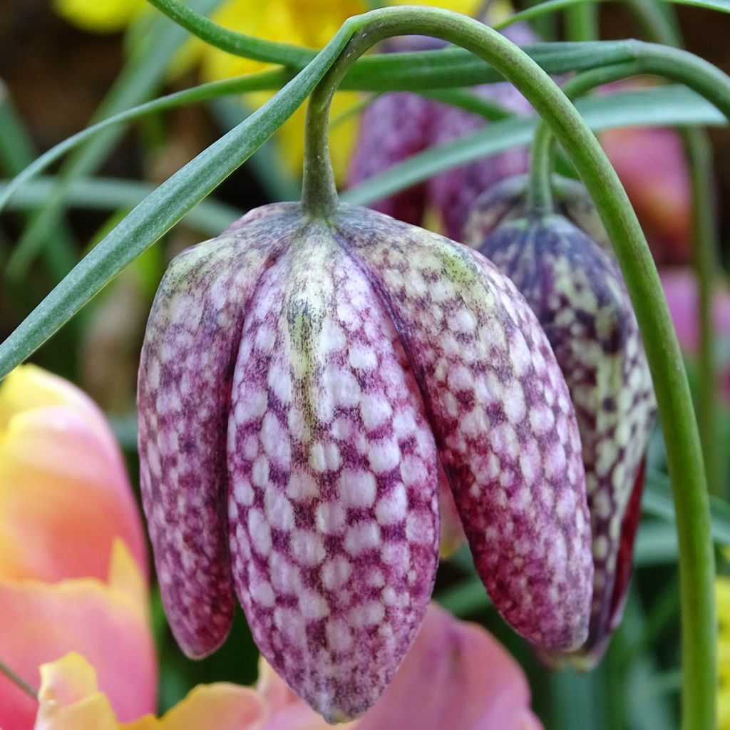 Fritillaria meleagris - Snake's Head Fritillary