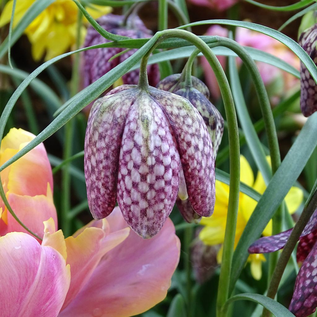 Fritillaria meleagris - Snake's Head Fritillary