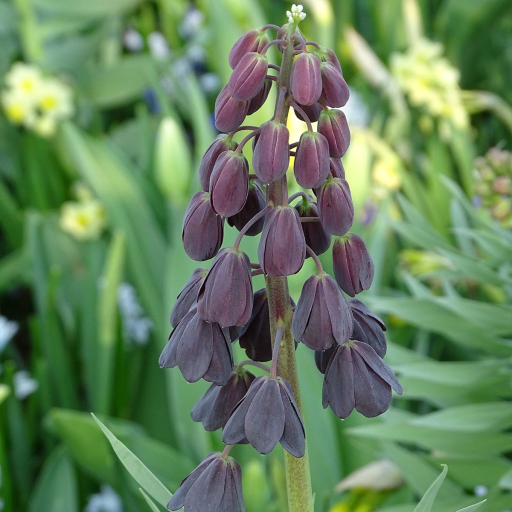 Fritillaria persica Adiyaman