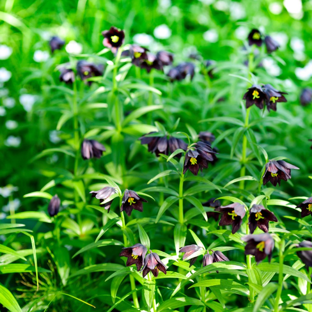 Fritillaire camschatcensis - Lys du Kamtchatka