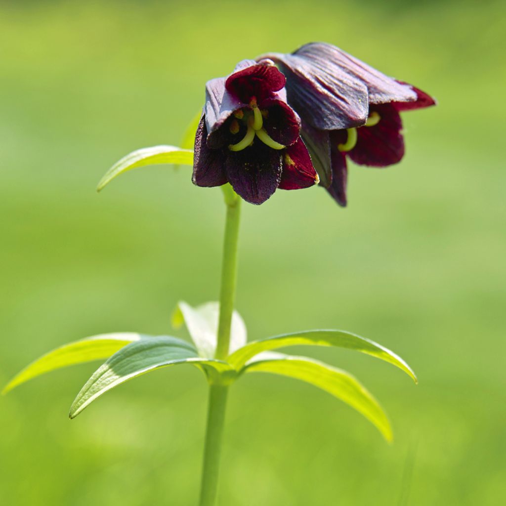 Fritillaire camschatcensis - Lys du Kamtchatka