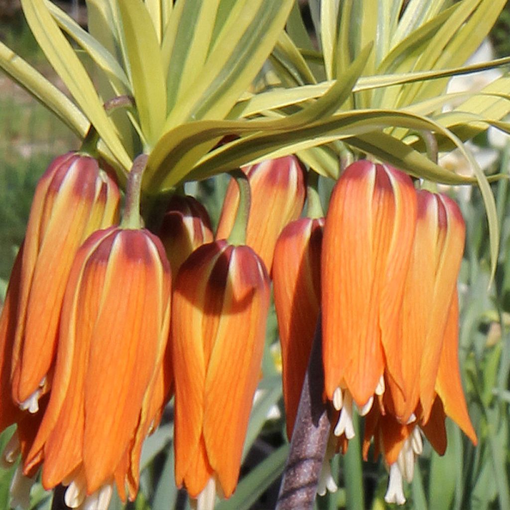 Fritillaire imperialis Argentea variegata