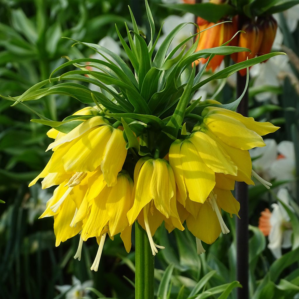 Fritillaria imperialis Lutea