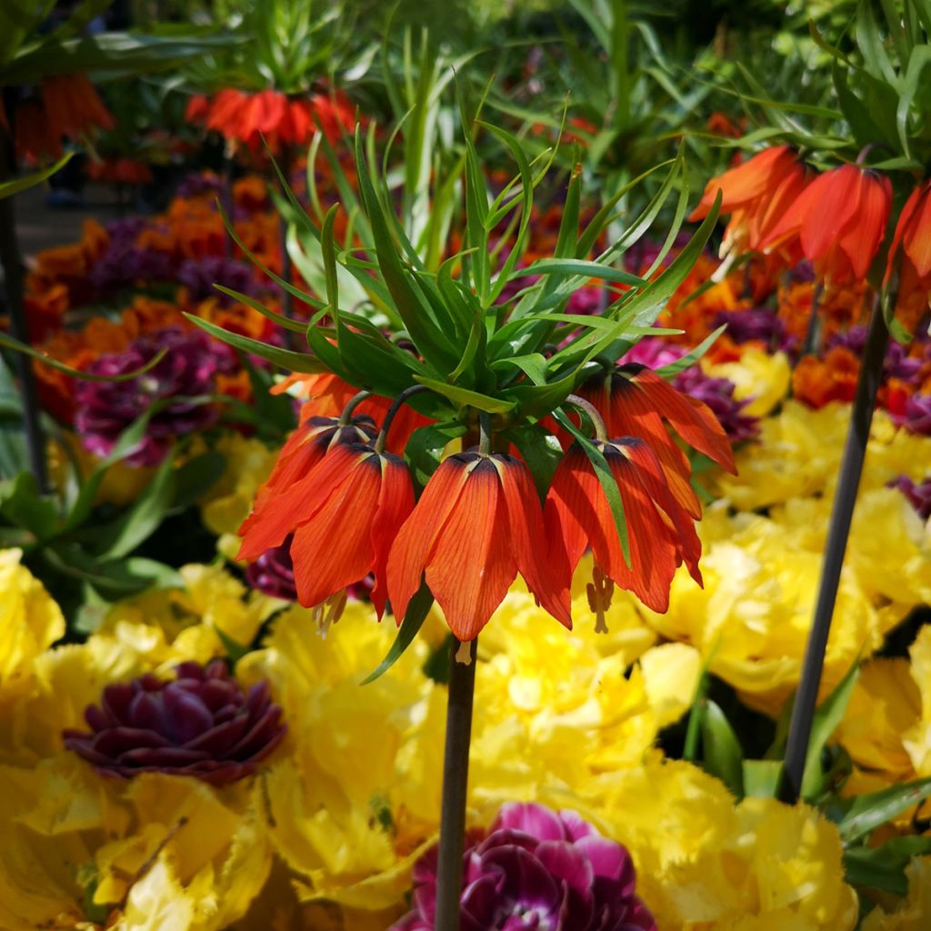 Fritillaire imperialis Rubra - Couronne impériale