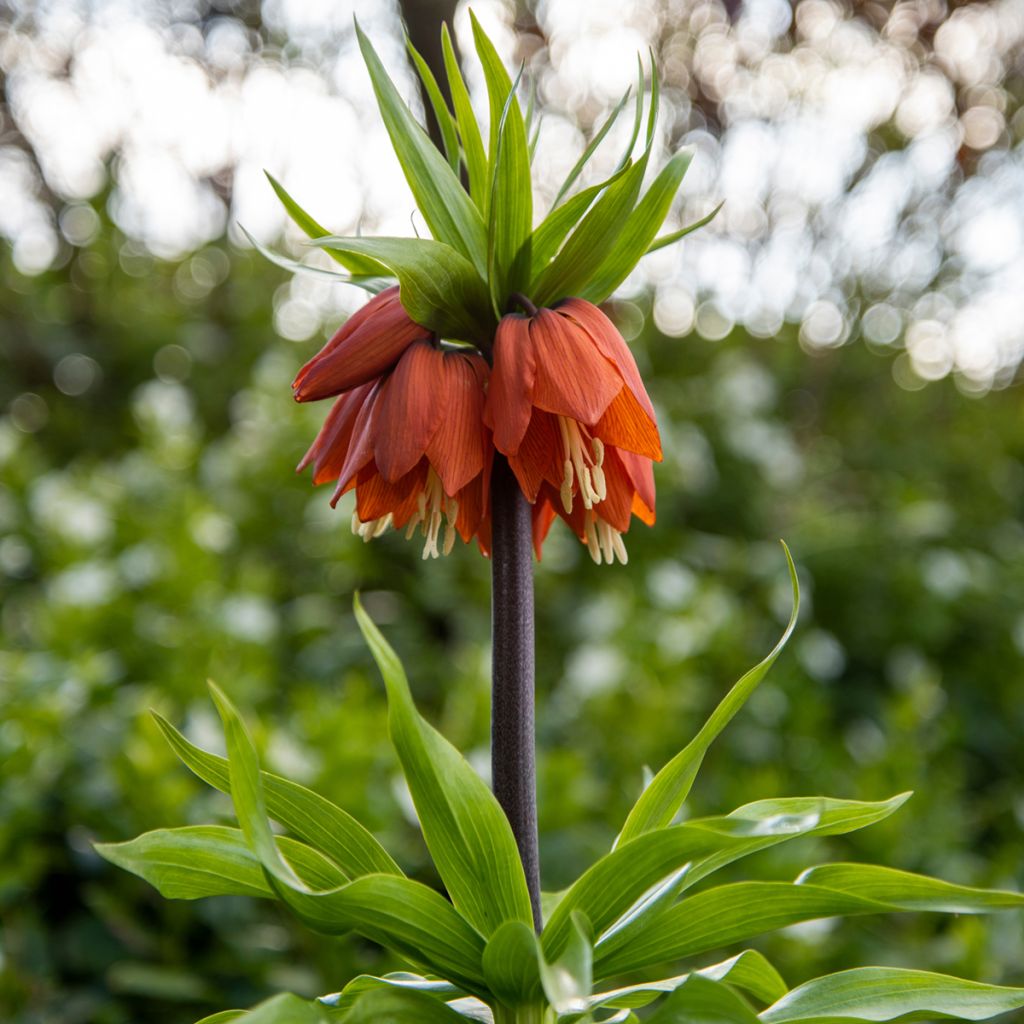 Fritillaire imperialis Rubra - Couronne impériale