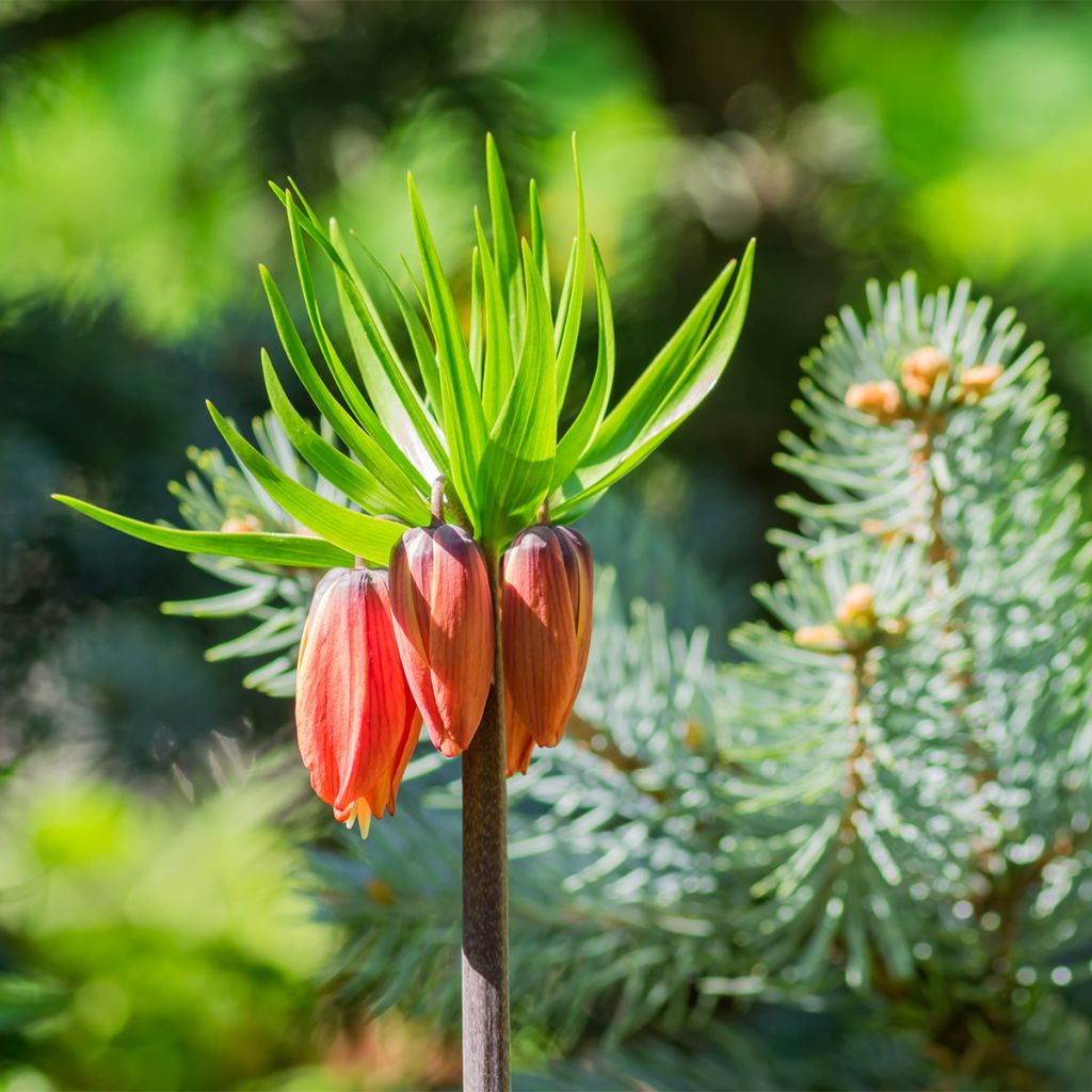 Fritillaire imperialis Rubra - Couronne impériale