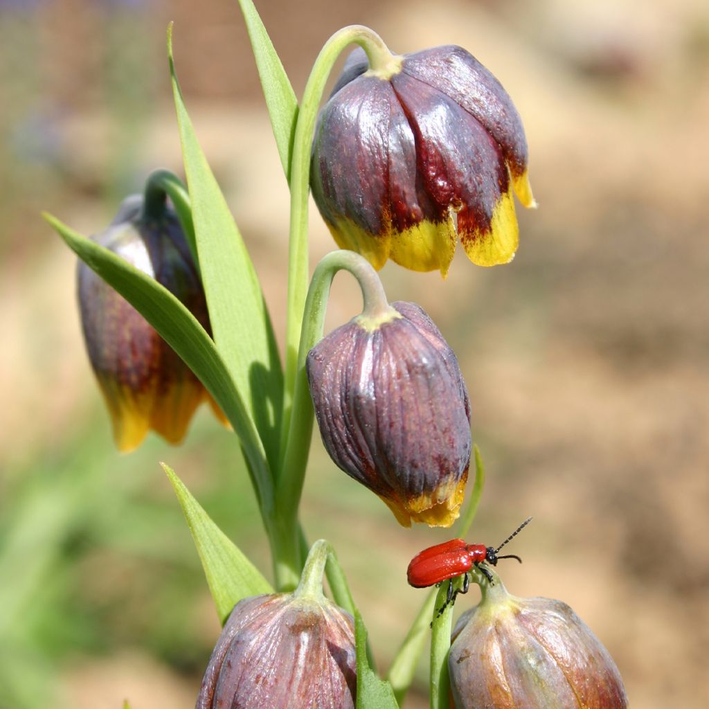 Fritillaire michailovskyi