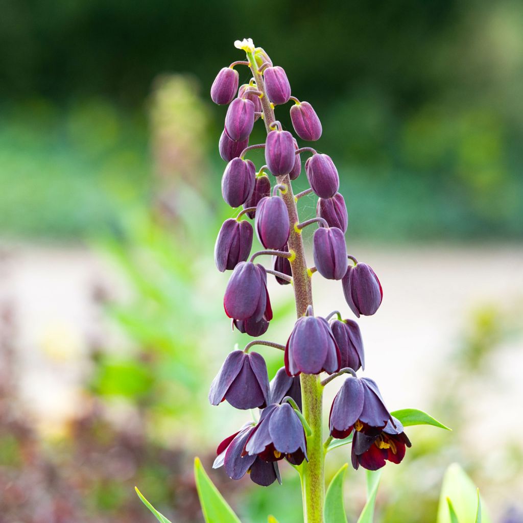 Fritillaire persica Adiyaman - Fritillaire de Perse noire