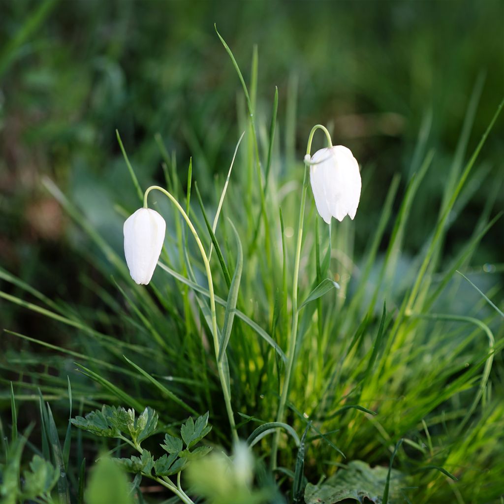 Fritillaire pintade - Fritillaria meleagris Alba