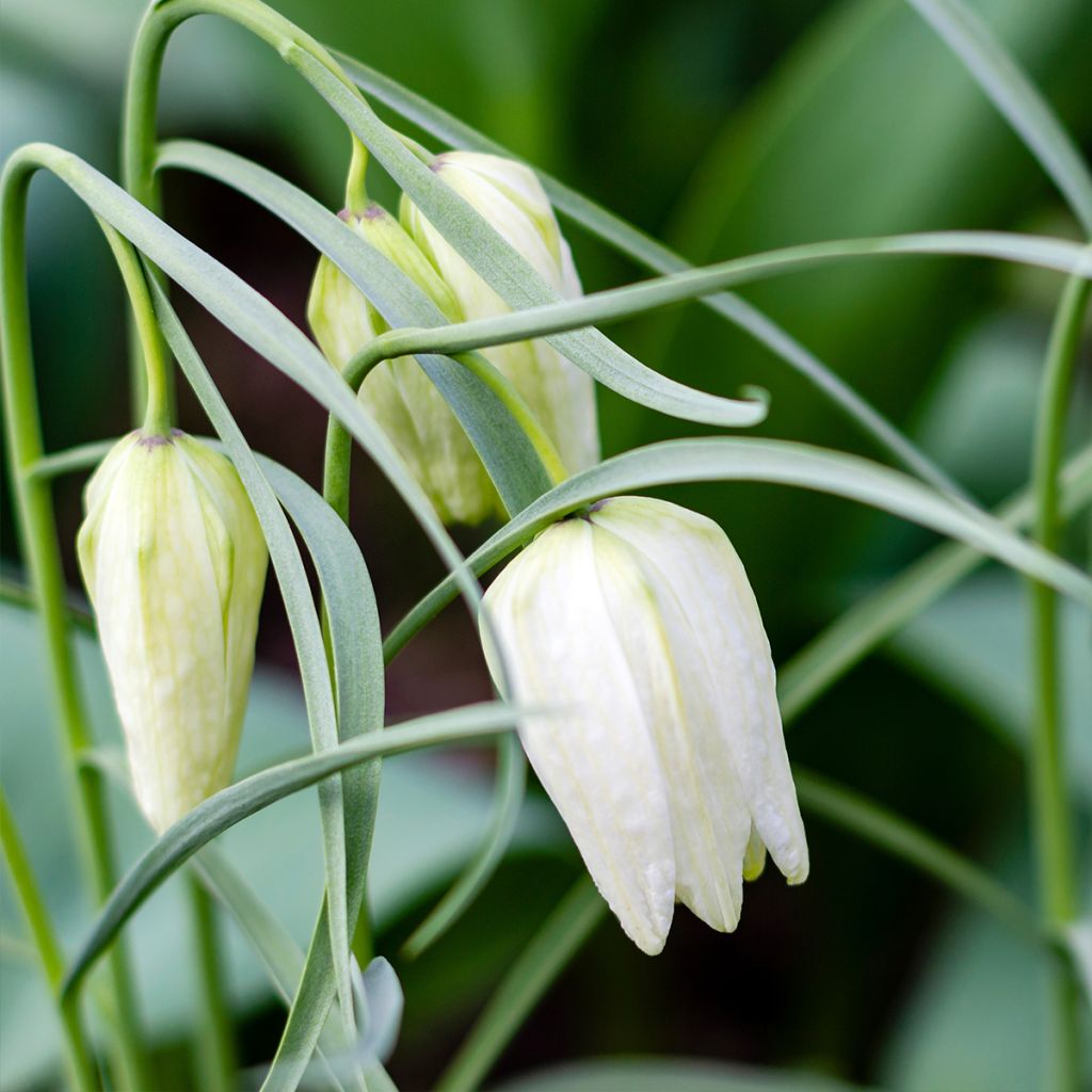 Fritillaire pintade - Fritillaria meleagris Alba