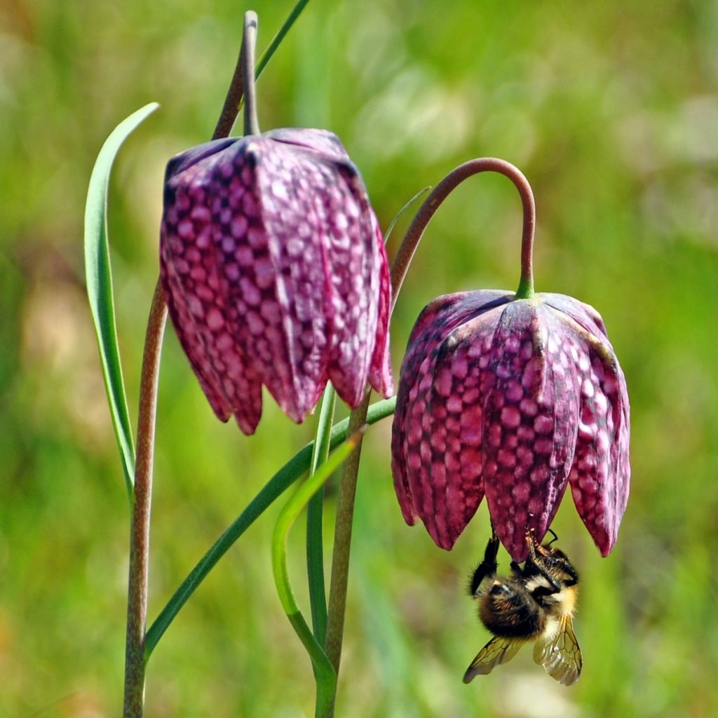 Fritillaire pintade - Fritillaria meleagris 