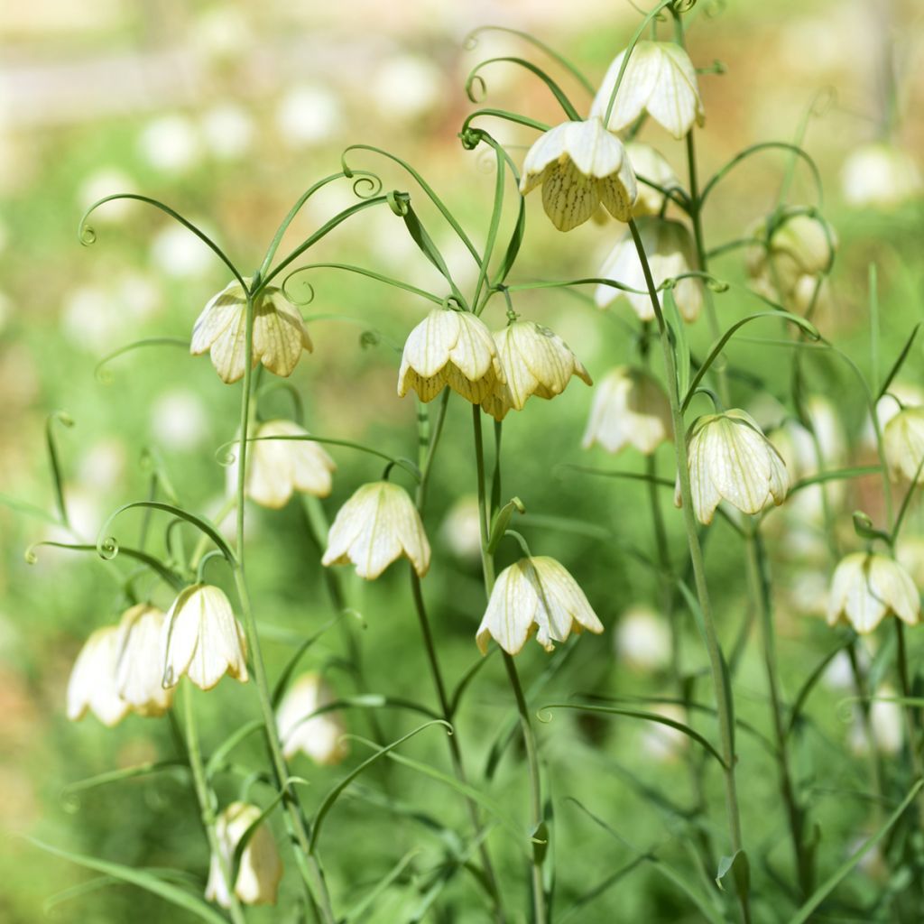 Fritillaire thunbergii - Zhe bei mu 