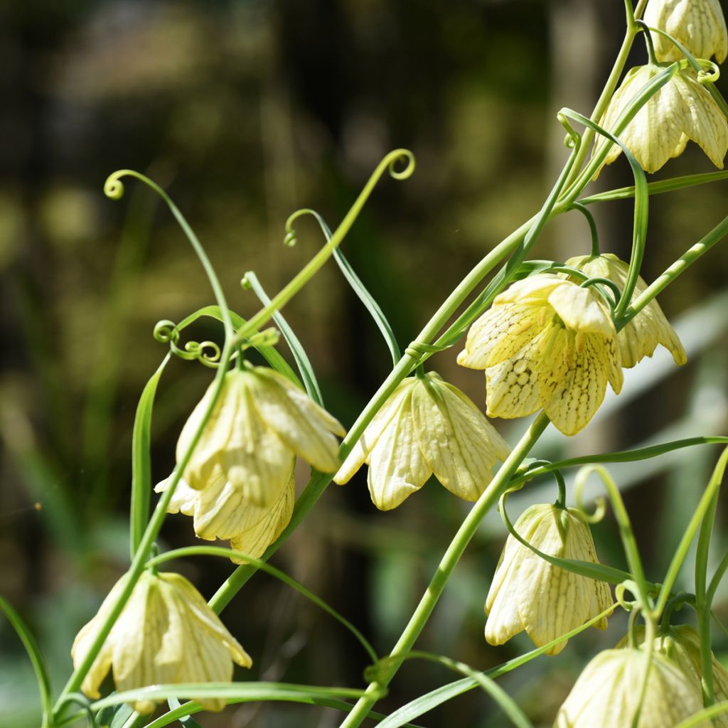 Fritillaire thunbergii - Zhe bei mu 