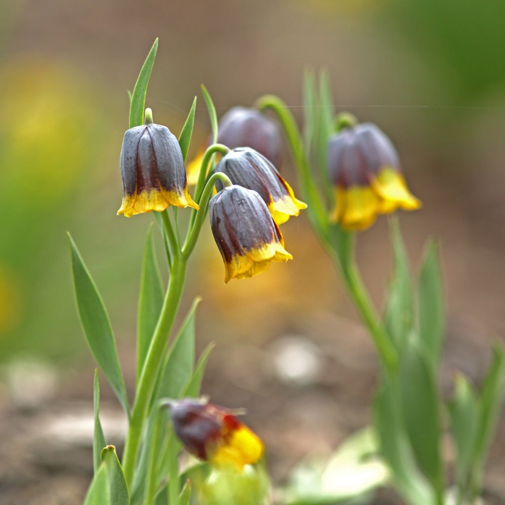 Fritillaire uva-vulpis