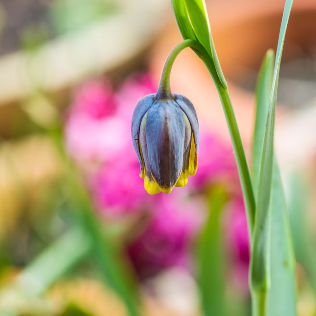 Fritillaire uva-vulpis