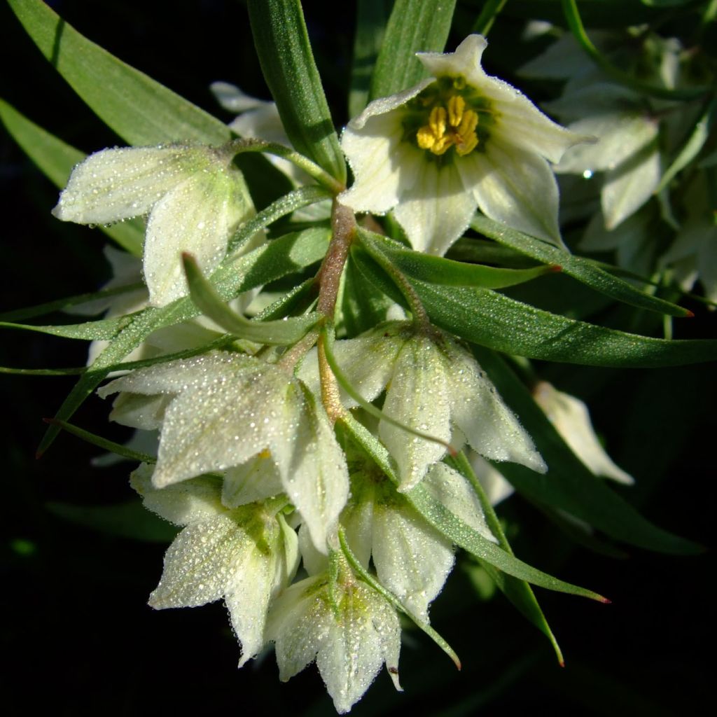 Fritillaria bucharica - Fritillaire blanche d'Asie