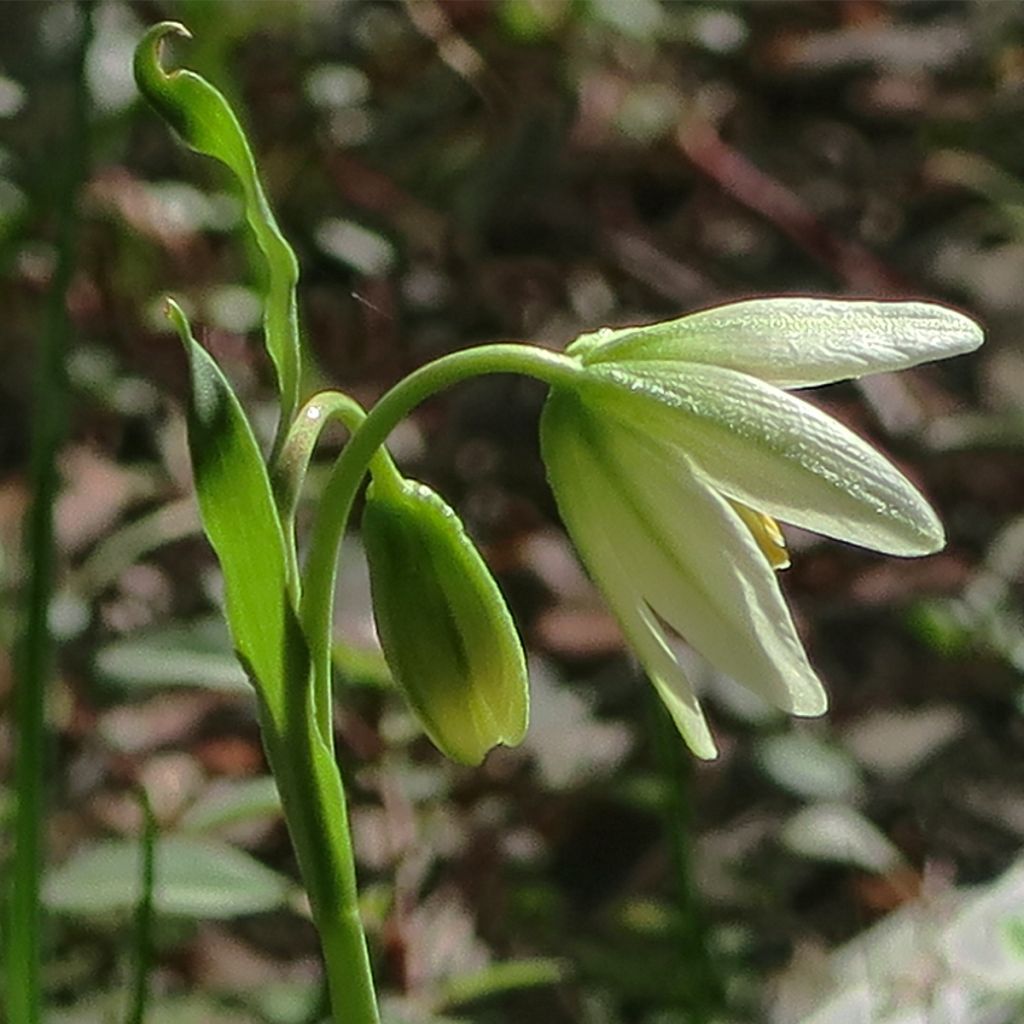 Fritillaria liliacea - Fritillaire botanique